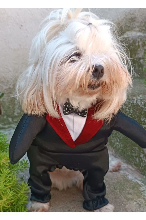 Burgundy dog dress 2025