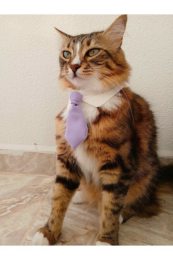 Cebera MG Fabric Cat Collar Cat Collar with Satin Bow Cat Belt Cat Belt Trendyol