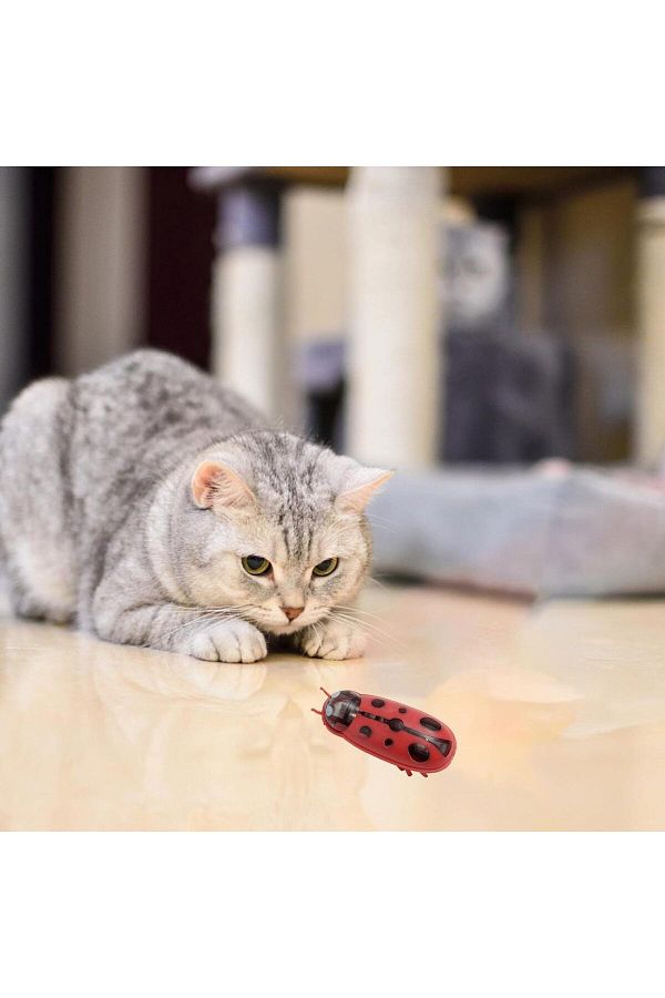 Automatic cat toy top