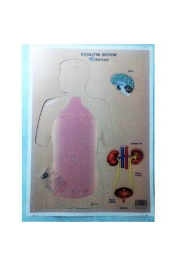 şahane parti-Excretory System Cardboard Project Homework Model 1