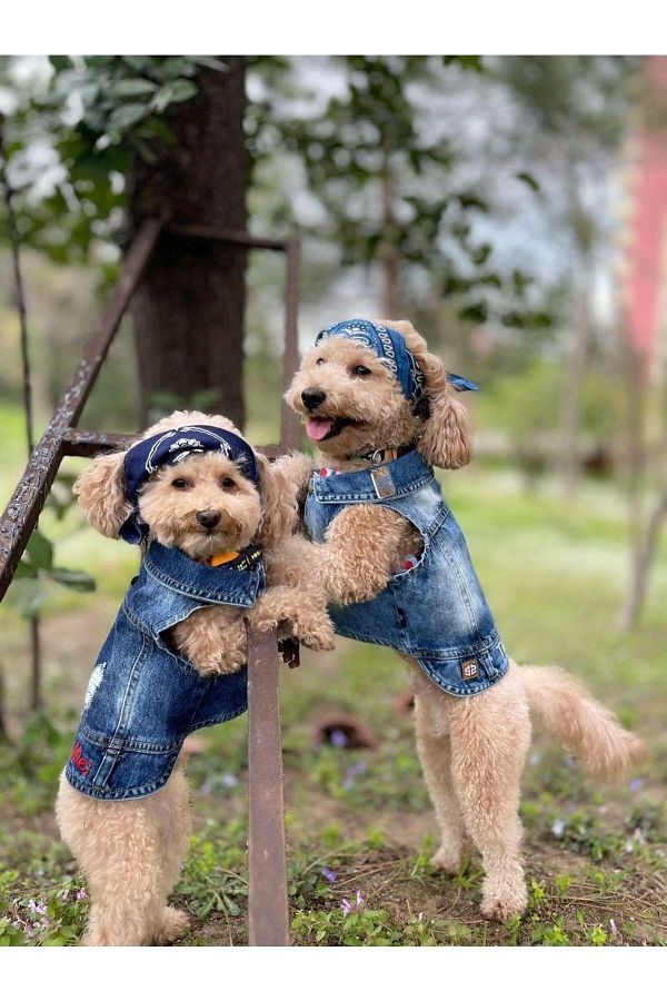 Dog denim vest clearance