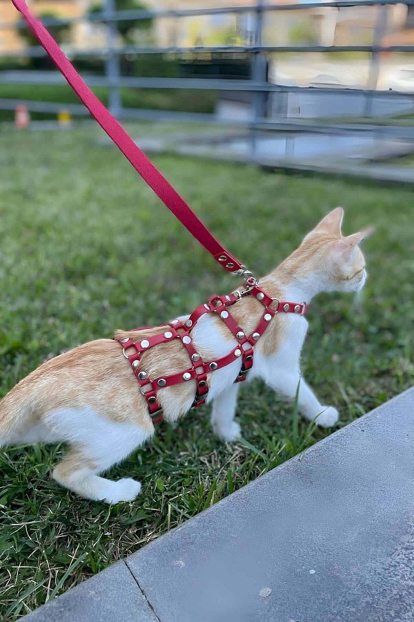 Full body cat leash 2025