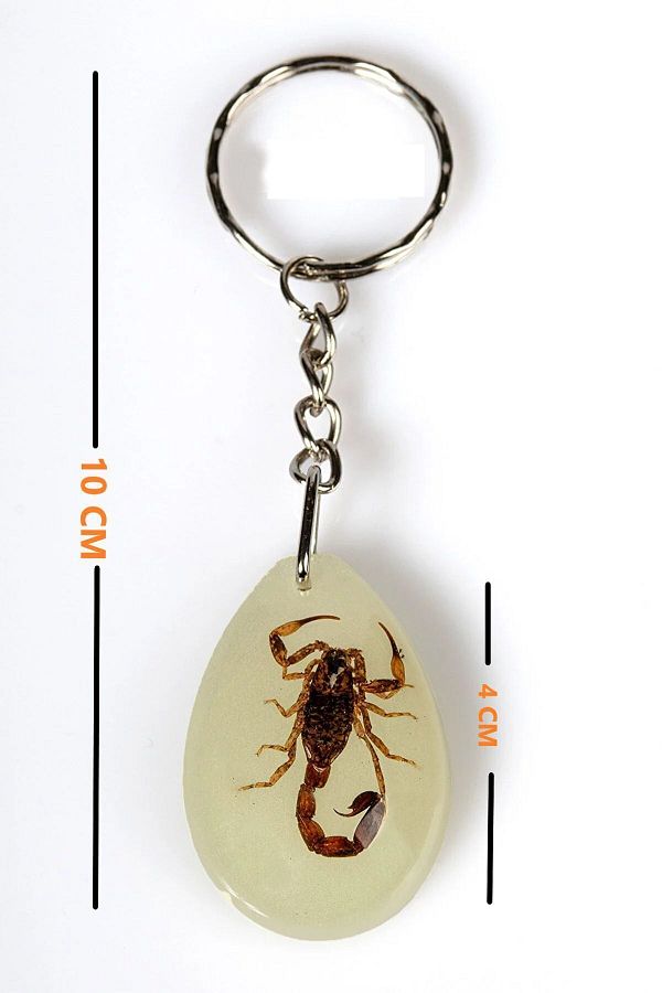 Kenko-Scorpion Keychain Glow-in-the-Dark Real Scorpion Fossil Keychain Drop Resin Keychain Mascot 1