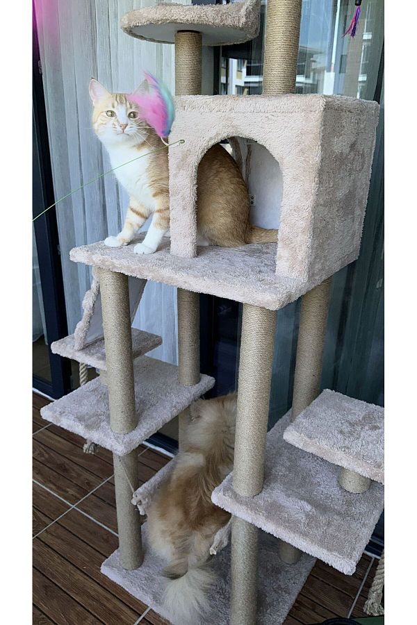 pethomealpi-Luxury Cat Scratching and Play Platform - with Hammock and Nest 1