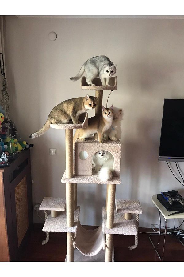 pethomealpi-Luxury Cat Scratching and Play Platform - with Hammock and Nest 1