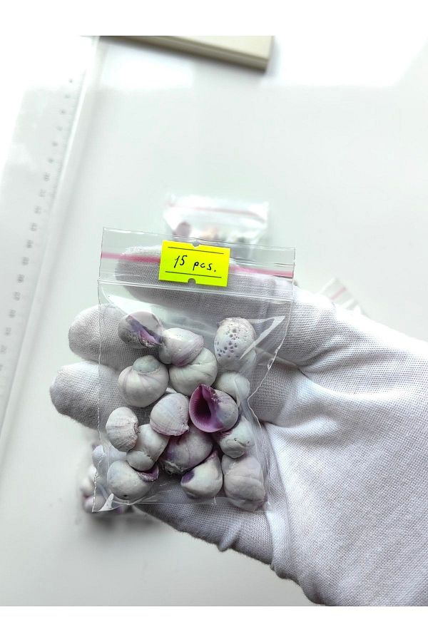 Seashell Rio-Tiny Seashells: Cebu Beuty / 1-2 Cm / 15 Pieces 1