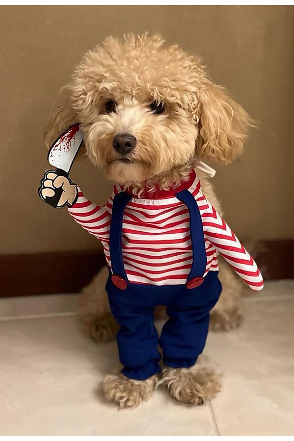 Baby and dog outfits store