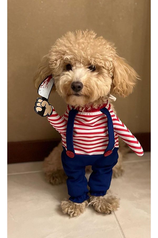 Dressed up poodle discount