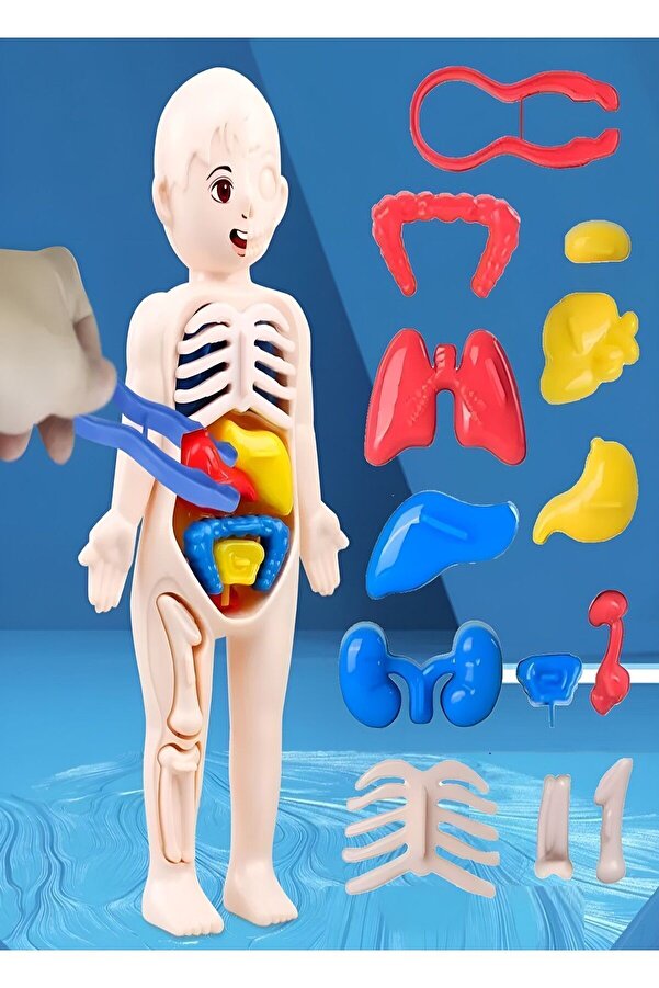 Ayver İnsan Vücudu Anatomisi Organ Bulmaca Puzzle Bultak Yapboz Eğitici Ve Öğretici Oyuncak 20 Cm