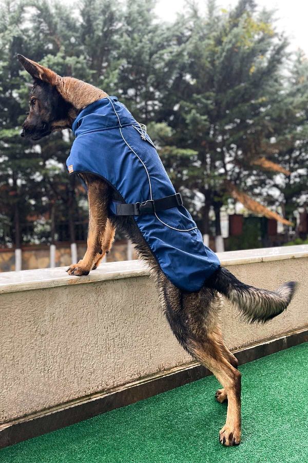 Large breed dog jackets hotsell