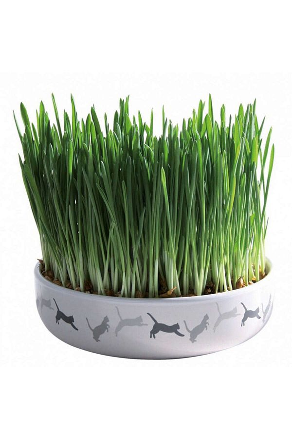Trixie-462122   Model Cat Grass and Ceramic Container Set 1