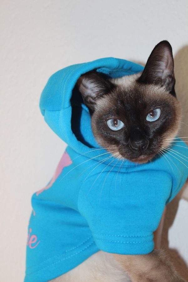 Security cat hoodie hot sale