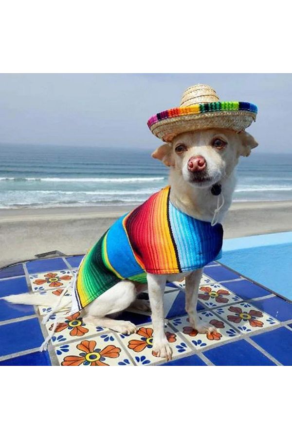 Small dog sombrero new arrivals