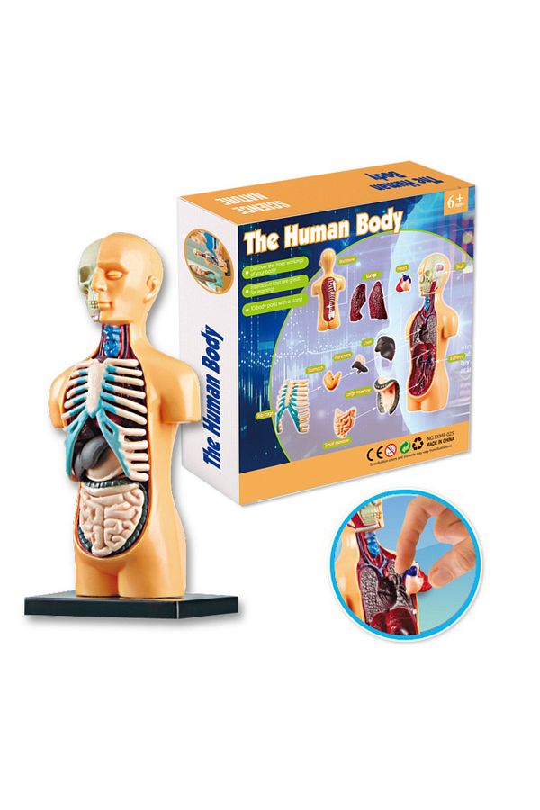 Toy skeleton with organs on sale