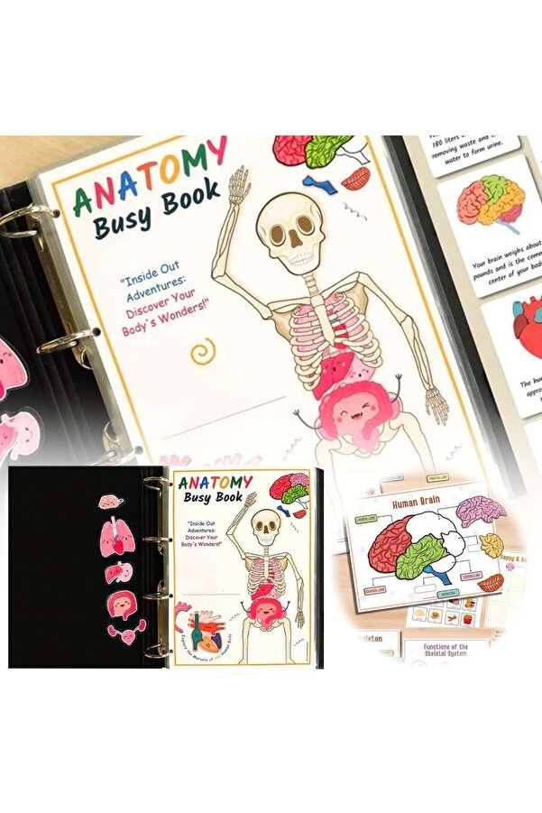 Choice Human Body Anatomy Busy Book For Kids Montessori Human Organ ...