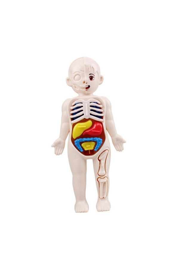 Choice Montessori Toys Children Science Education Human Body Organ Anatomy Model DIY Assembled Medical T. Trendyol