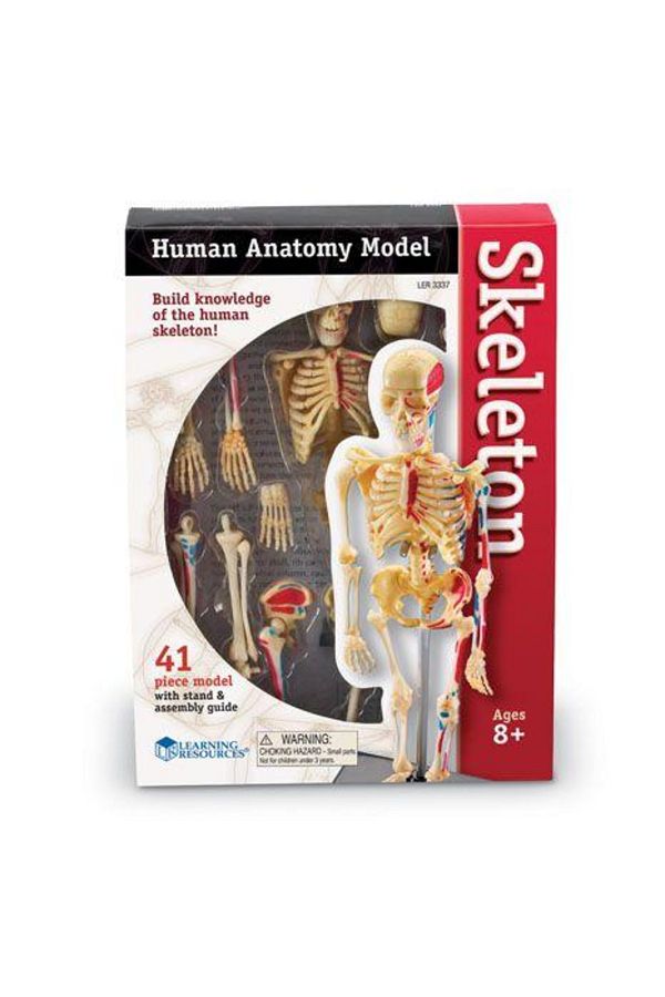 Learning Resources-Corpul uman - Sistemul osos - 41 piese 1