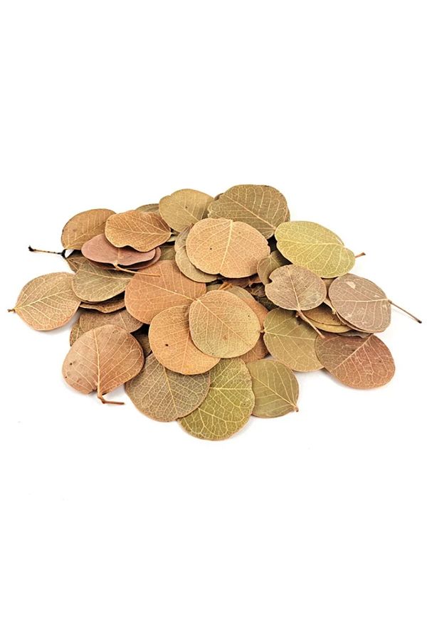 Choice-50pcs Natural Leaf Aquarium Filter Terminalia Catappa Foetida Leaves Island Almond Leaf Fish Clea... 1