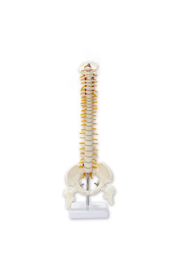MAXİ-Spine Model 45 Cm Model 13 1