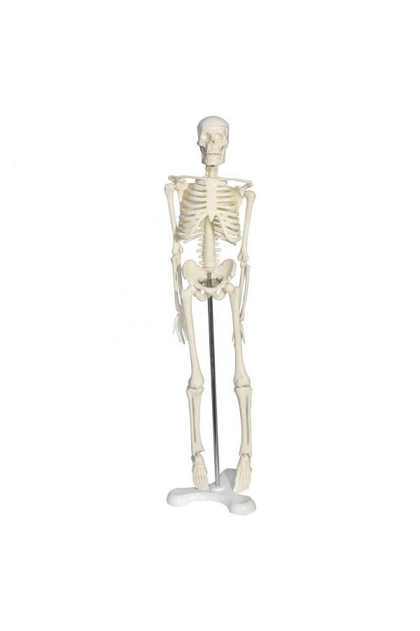 MAXİ-Full Skeleton Model 45 Cm Model 4 1