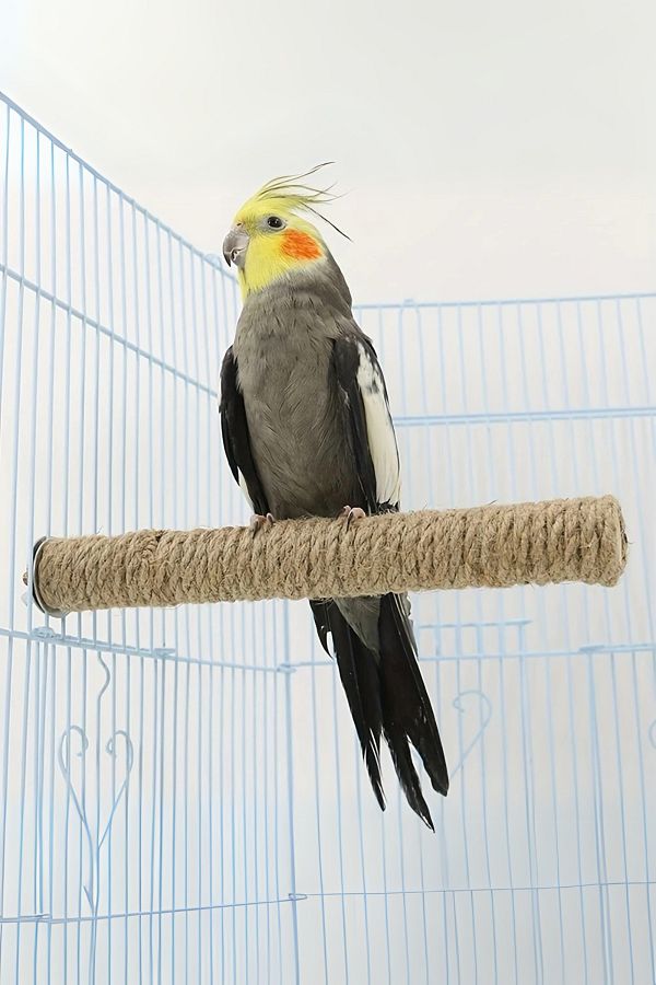 Alyones-Parrot Hideout Swing Toy - Chewing and Climbing Area with Natural Wood Beads 1