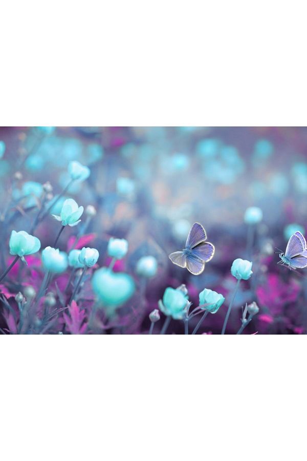 Zumzeria-Tablou Canvas Gentle Butterflies Over Flower Field, 80x50cm, tabloucanvas363, Zumzeria ® 1