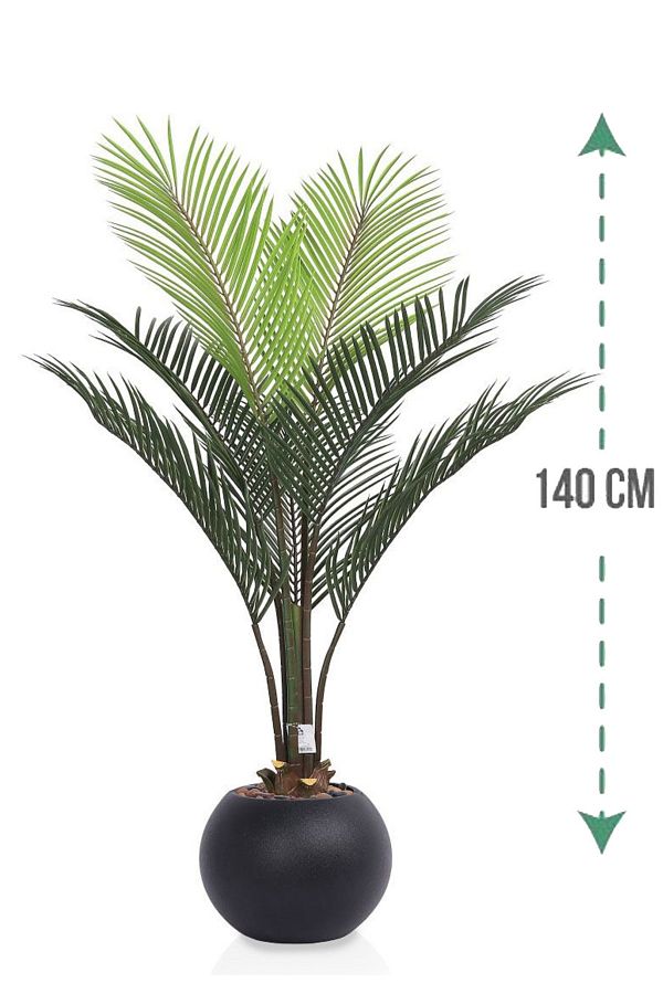 Generic-Areca tree (7 branches) in a round plastic container 1