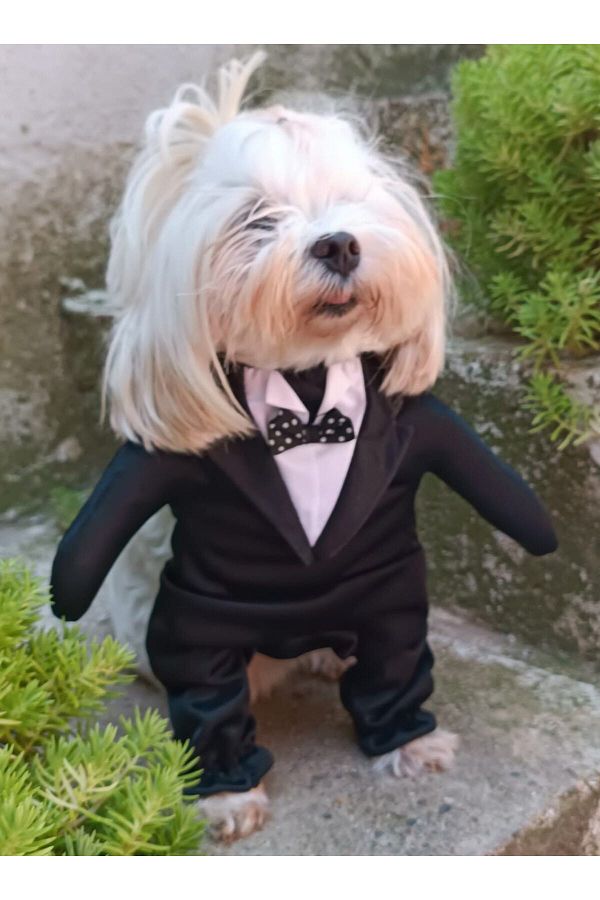 PETITE-Onden Dress Up Tuxedo Black collar Dog Outfit Costume 1