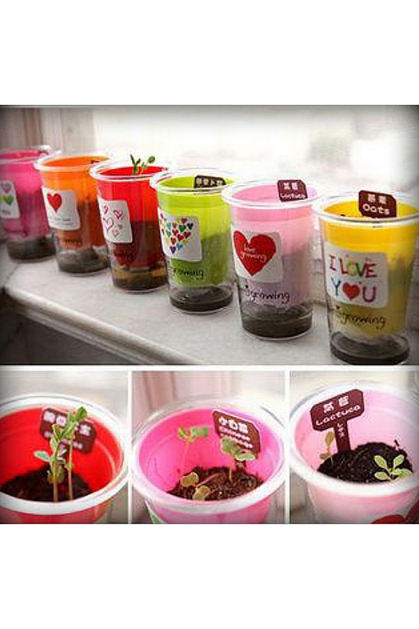 Other-1Psc The Wonder Plant A plant with a pot containing seeds that grows in a few weeks with an elegant appearance for personal interest 1