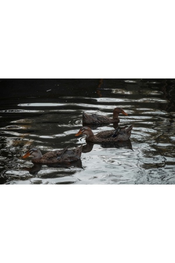 OEM-Canvas Painting, "Ducks Floating on the Lake at Dusk", 70 x 50cm 1