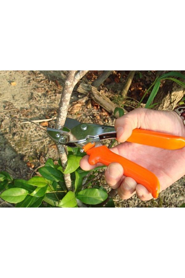 King Tiger-Original Pruning Shears A Quality 1