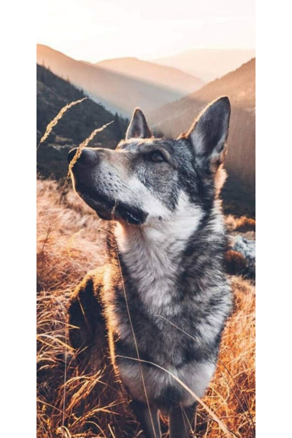 Atlas-Husa Personalizata SAMSUNG Galaxy S6 Edge Plus Dog 1