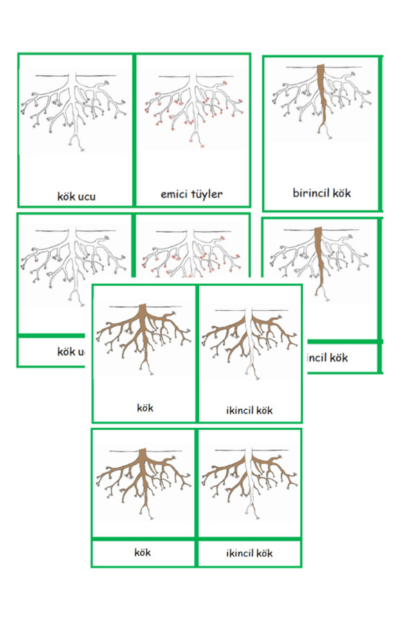 Empressco Montessori Kozmik Kökün Kısımları Kartları