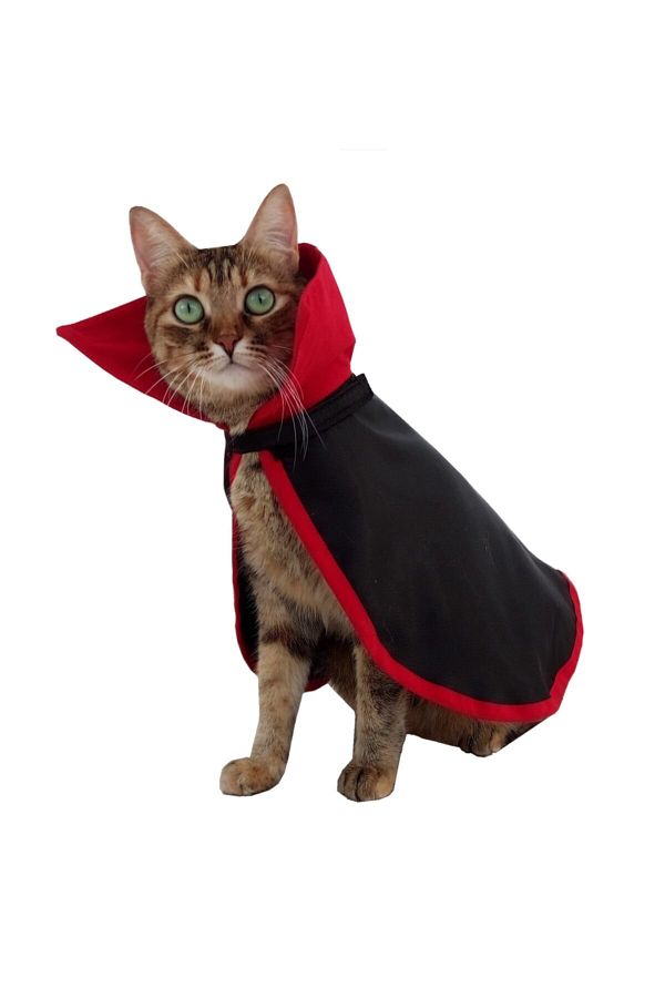 stylie-Halloween Themed Dracula Cat Costume Halloween Special 1