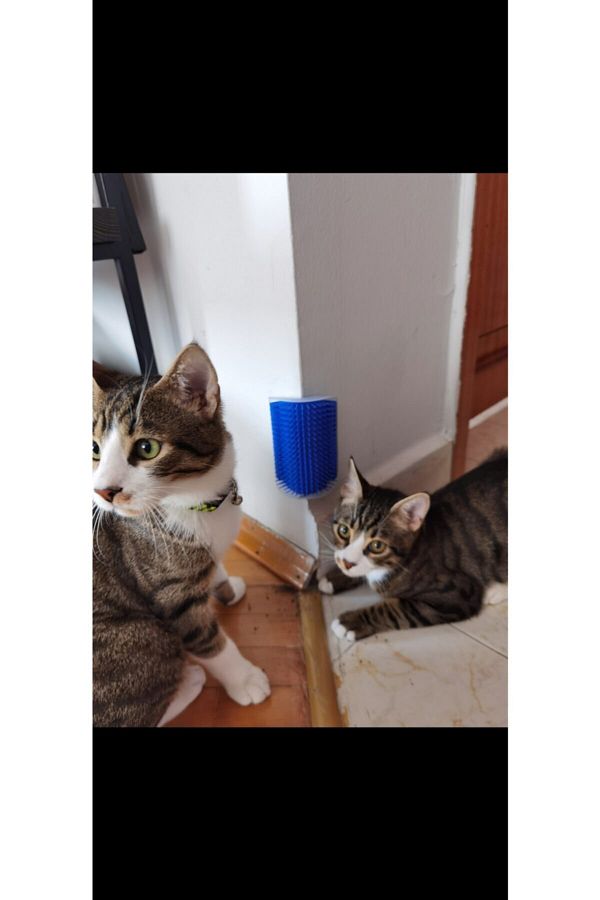 MİMOZA PARK-Cait Cat Scratch - Scratching Apparatus Catit 1