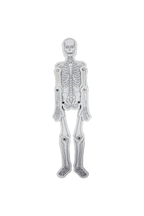 Elif İş Eğitim-Cardboard Skeleton Set System - Model 1