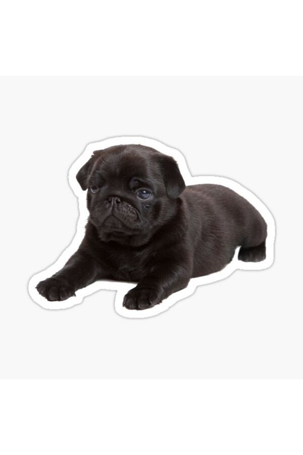 TSC-Autocolant pentru câini rase Pug Auto Auto Paste 17cm Z6 1