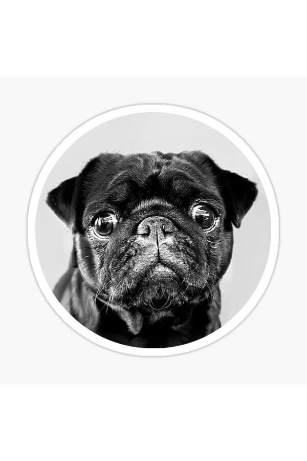 TSC-Autocolant pentru câini rase Pug Auto Auto Paste 17cm B1 1