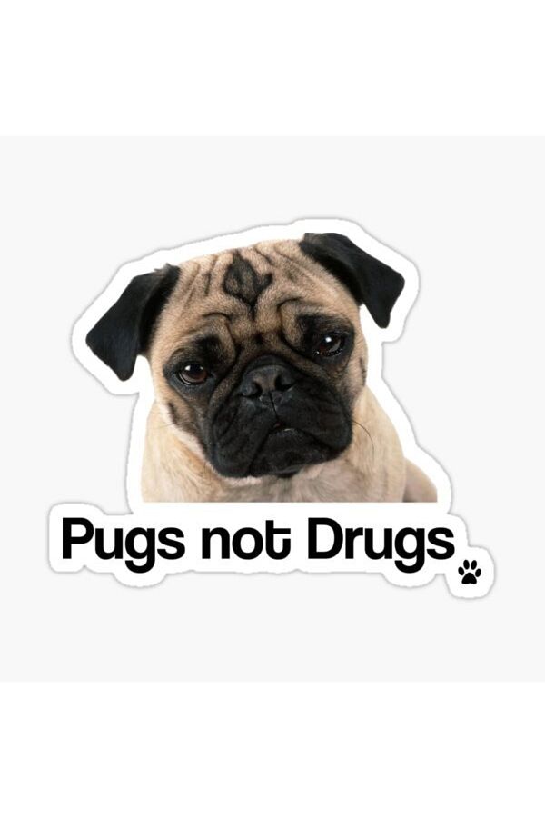 TSC-Autocolant pentru câini rase Pug Auto Auto Paste 17cm B4 1