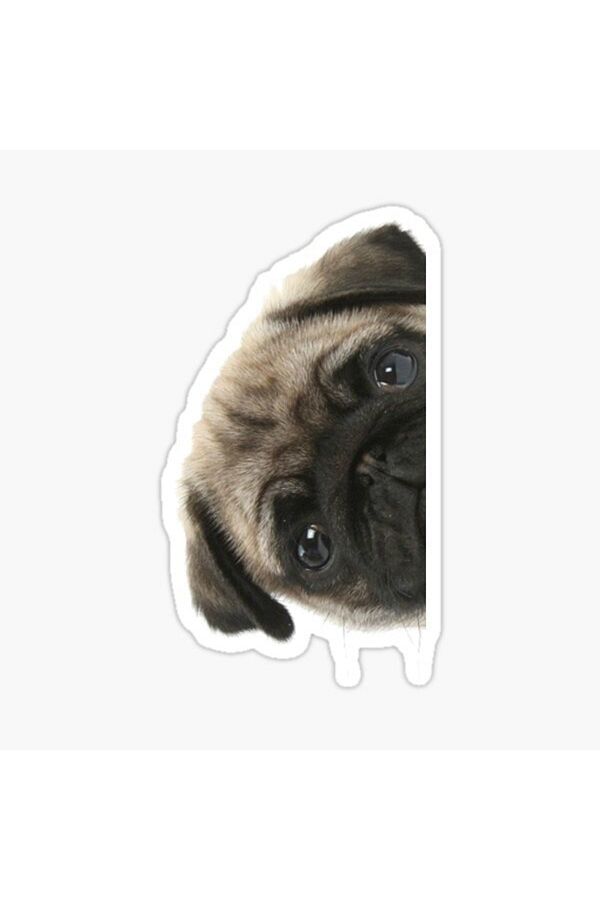 TSC-Autocolant pentru câini rase Pug Auto Auto Paste 17cm N8 1