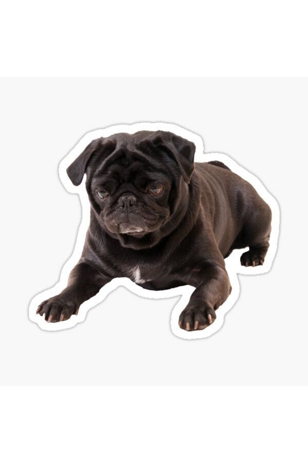TSC-Autocolant pentru câini rase Pug Auto Auto Paste 17cm B6 1