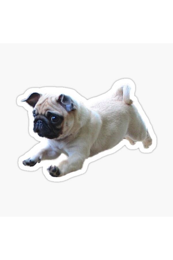 TSC-Autocolant pentru câini rase Pug Auto Auto Paste 17cm A5 1