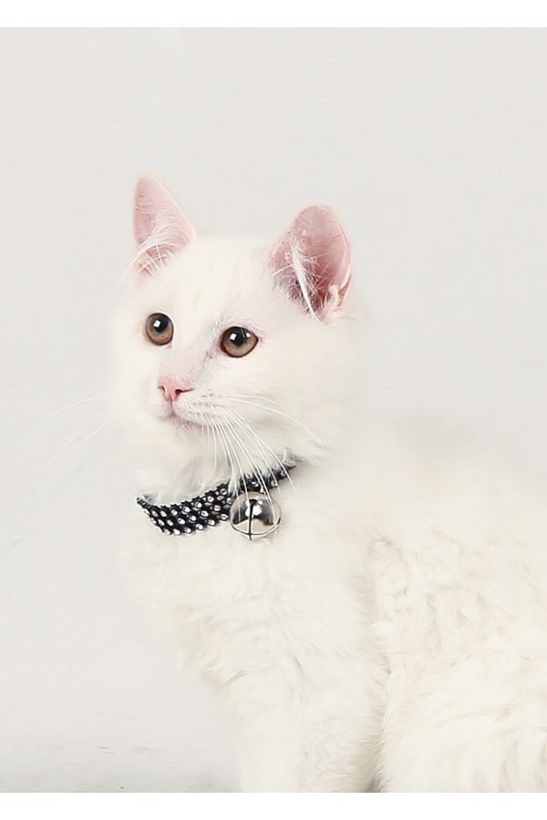 Swarovski cat collar outlet