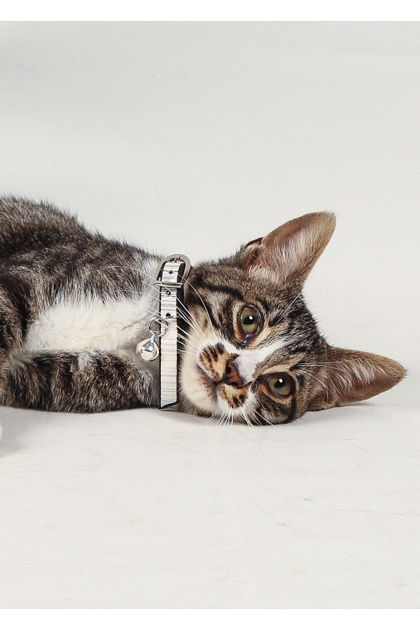 PURCAT Classic Cat Collar with Gilded Metal Buckle Trendyol