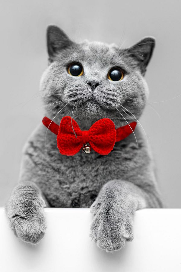 Bow tie cat collar with bell outlet