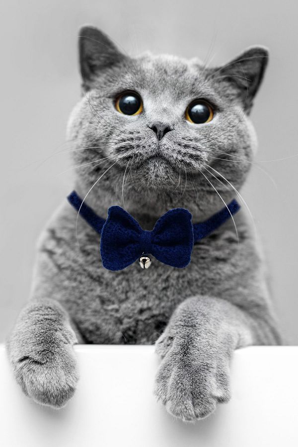 Petella Cat Collar with Bow Tie Cat Collar with Bell Cat Collar Cat Collar with Bow Tie Navy Blue Trendyol
