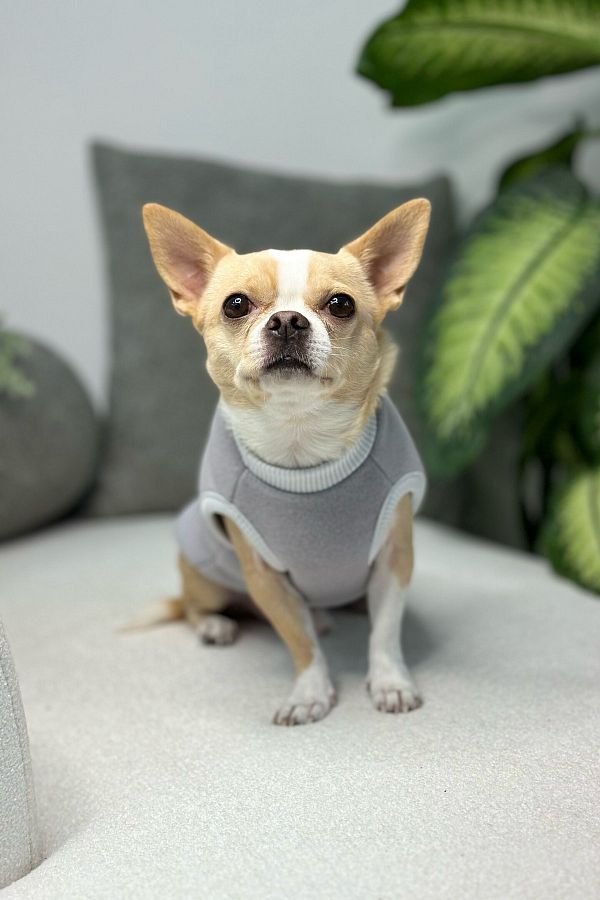 Grey dog costume clearance