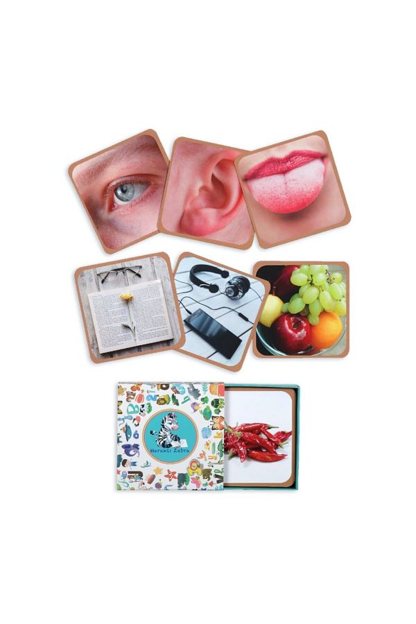 Meraklı Zebra-Sensory Organs - Grouping Cards 1