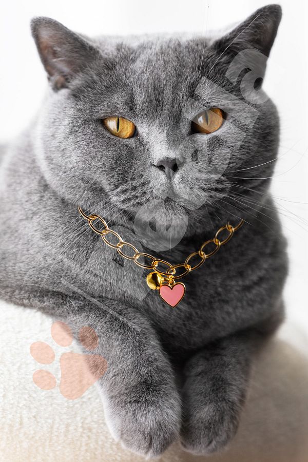 Cat collar gold chain online