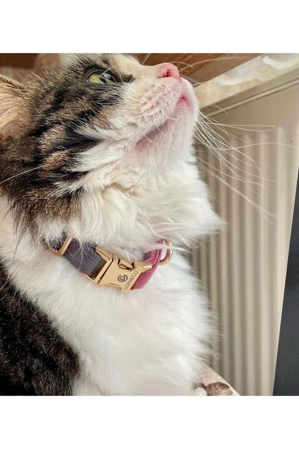 Supreme cat collar top